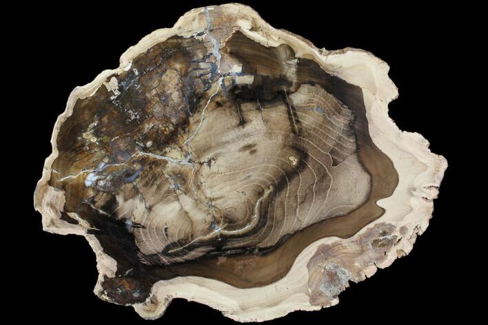 Petrified Wood (Cherry) Slab - McDermitt, Oregon #85929
